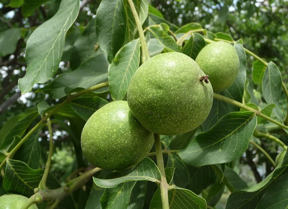 مربى الجوز الأخضر — مونة الجبل — بعبدات