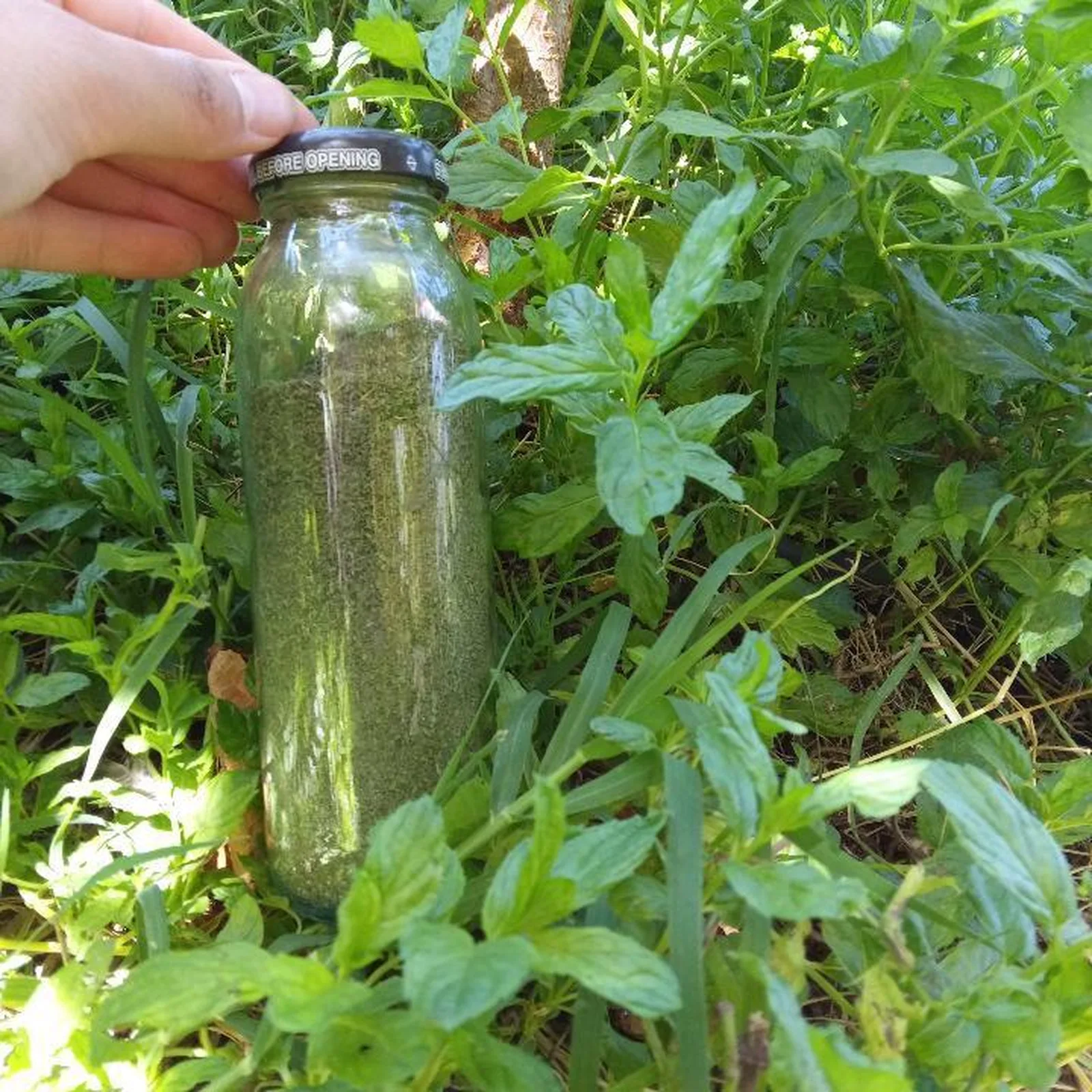 نعنع يابس — مونة وبَركة