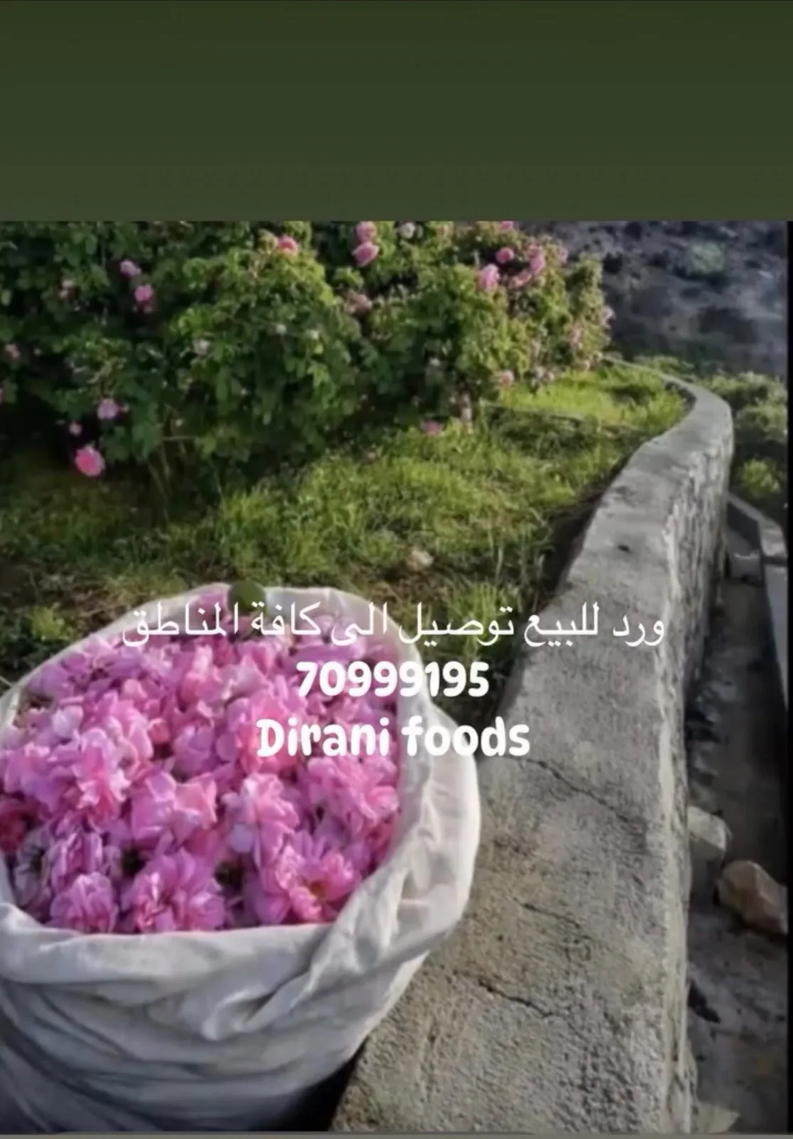ماء الورد — Dirani Fouds