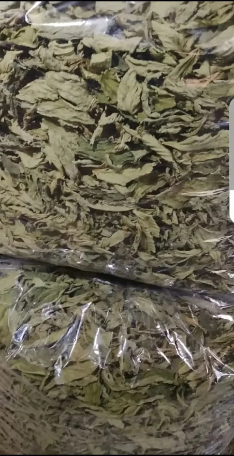 ملوخية ناشفة حبشية منقاية — mounet yara