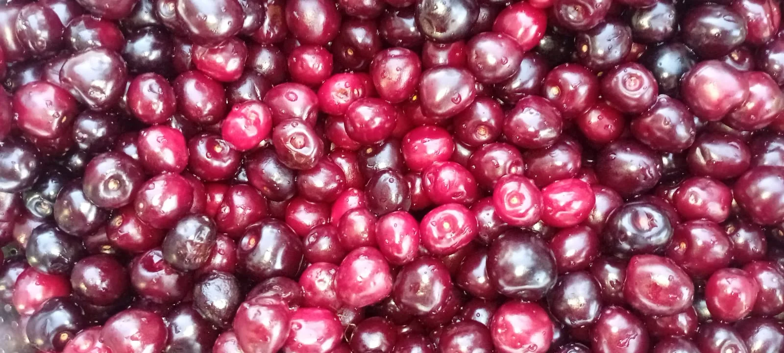 مربى الكرز — صفاء حولا